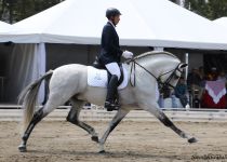 SERRANITO II, DE Y. CASTANOBLE, ORO EN SEMENTALES ADULTOS. MONTADO POR JAVIER BARAJA